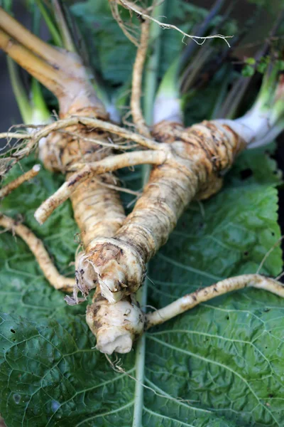 Macro Uma Raiz Horseradish Suja — Fotografia de Stock