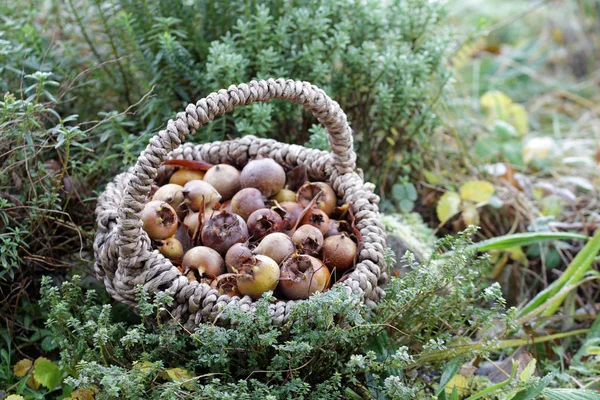 German Medlar Harvest December — Stock Photo, Image