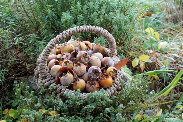 Niemieckie Zbiory Medlar Grudniu — Zdjęcie stockowe