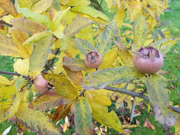 Tiempo Cosecha Mespilus Germanica — Foto de Stock