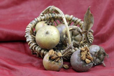 Mespilus Germanica 'dan hasat zamanı 