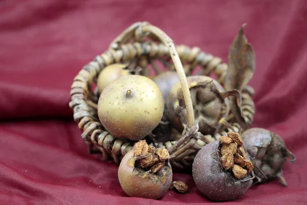 Harvest Time Mespilus Germanica — Stock Photo, Image