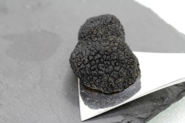 Siyah yaz trüf mantarı.