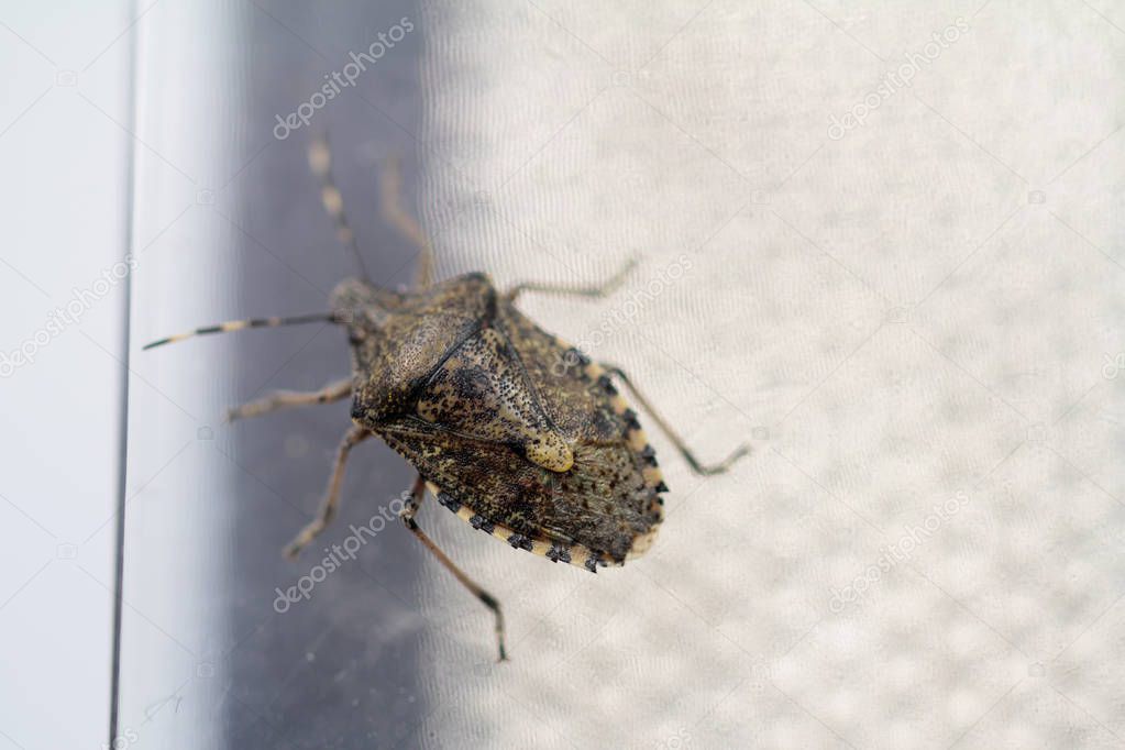 One stink bug in detail
