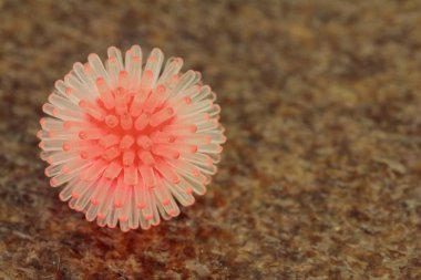 Lütfen Corona enfeksiyonundan kaçının.