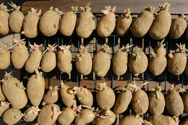 有机耕作中的发芽马铃薯 — 图库照片