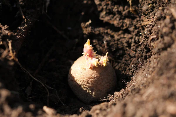 Organik Çiftçilikte Patates Yetiştirmek — Stok fotoğraf