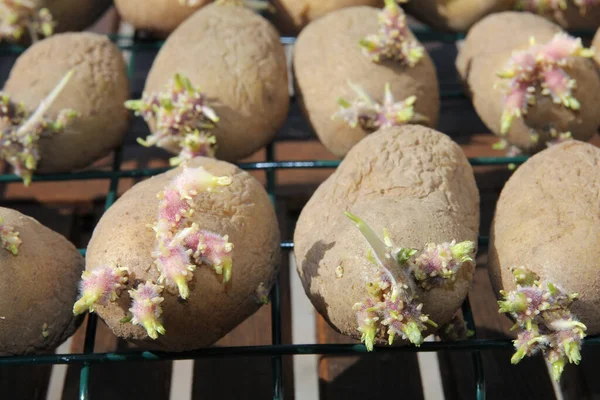 Kiemende Aardappelen Biologische Landbouw — Stockfoto