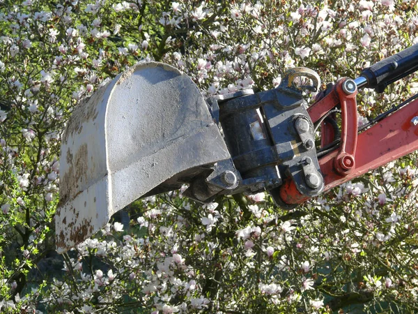 Nşaat Alanında Kırılma Doğa Çiçek Açar — Stok fotoğraf