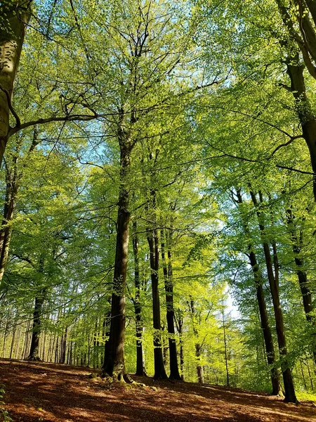 Rota Floresta Livro Verde Maio — Fotografia de Stock