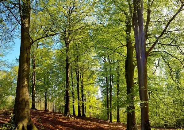 Rota Floresta Livro Verde Maio — Fotografia de Stock