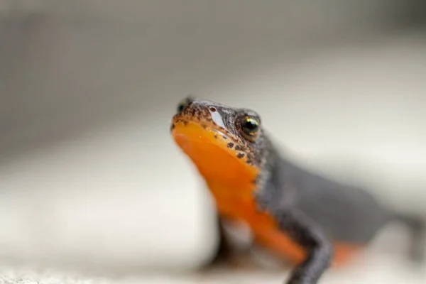 Close Mountain Newt — Stock Photo, Image