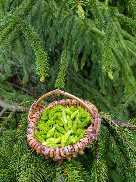植物療法のための若いトウヒの芽 — ストック写真