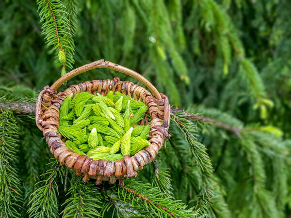young spruce shoots for phytotherapy