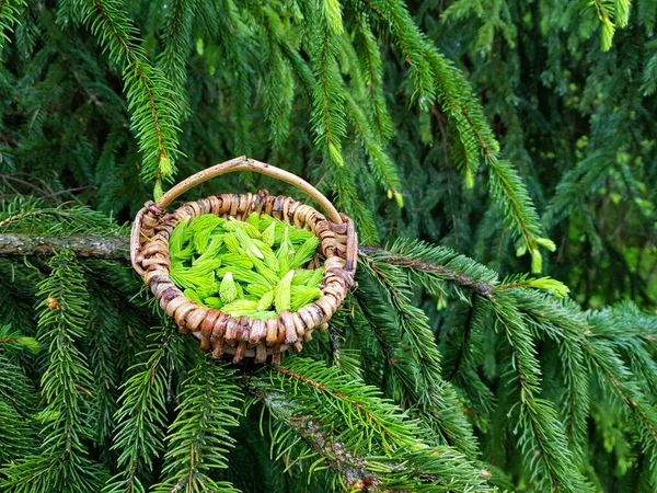 Junge Fichtensprosse Zur Phytotherapie — Stockfoto