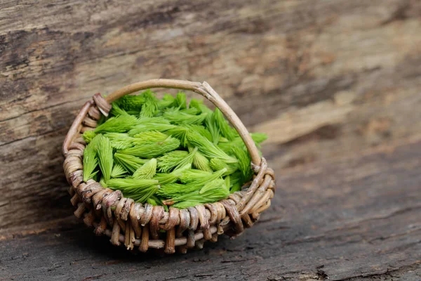 Macro Spruce Shoots Basket — Stock Photo, Image