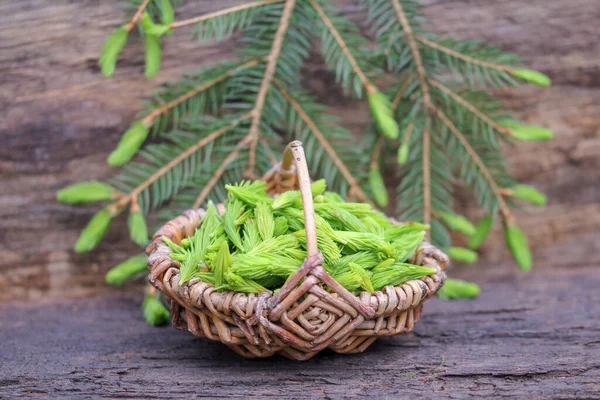 Spruce Den Makro Sepetin Içinde Çekim Yapıyor — Stok fotoğraf