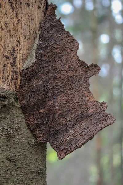 Μόλυνση Από Σκαθάρια Φλοιού Στο Δάσος Ερυθρελάτης — Φωτογραφία Αρχείου