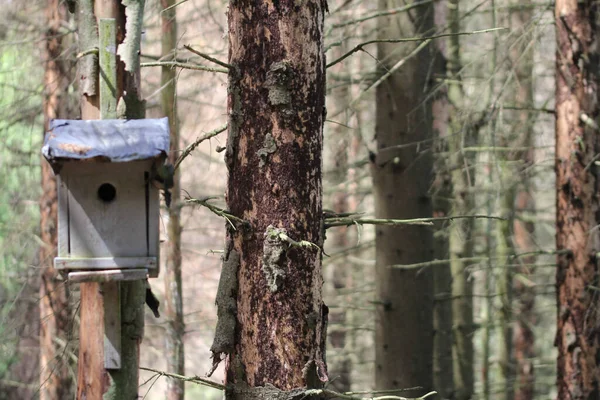 Bark Beetle Infestation Spruce Forest — Stock Photo, Image