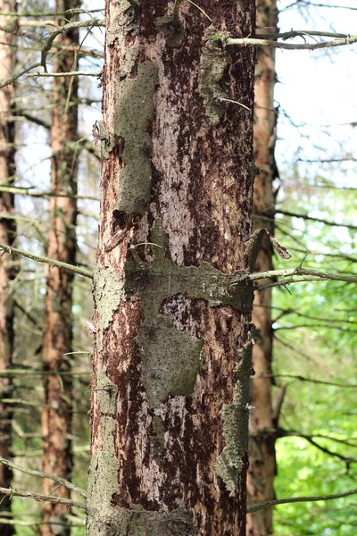 bark beetle infestation in the spruce forest