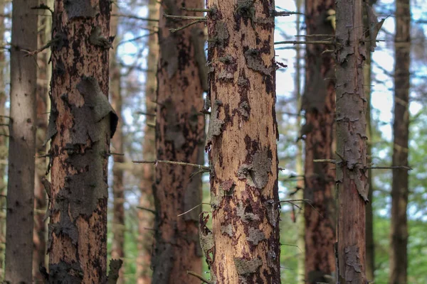 Μόλυνση Από Σκαθάρια Φλοιού Στο Δάσος Ερυθρελάτης — Φωτογραφία Αρχείου
