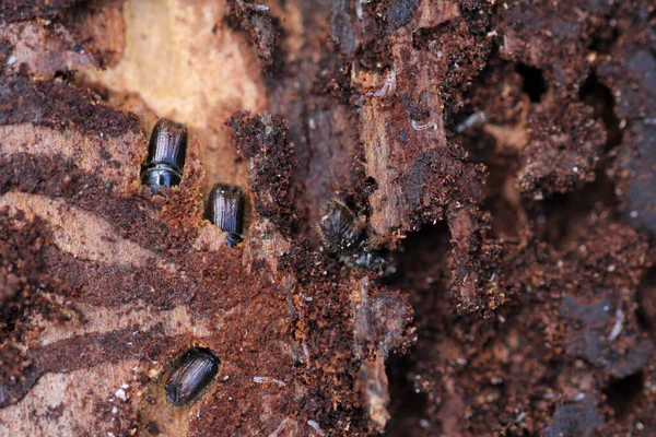 bark beetle infestation in the spruce forest