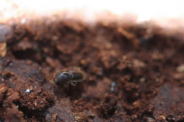 bark beetle infestation in the spruce forest