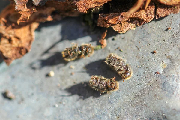 가문비나무 숲에서 나무껍질 딱정벌레 — 스톡 사진