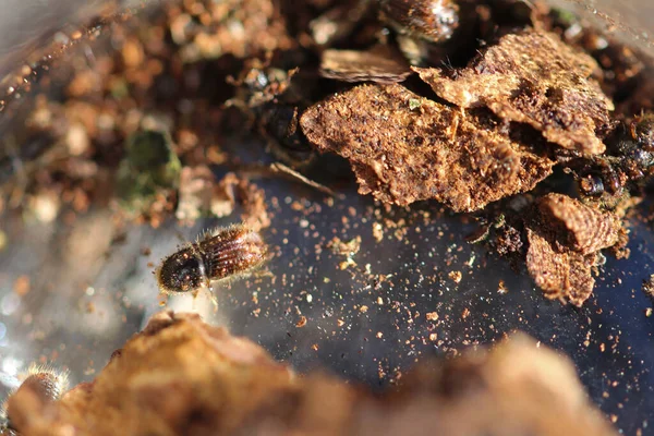 bark beetle infestation in the spruce forest