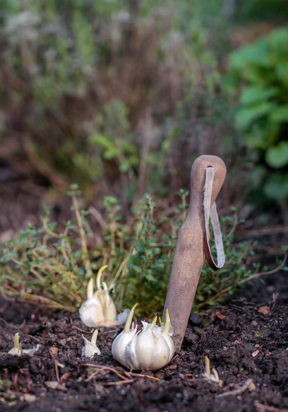 closeup of plant stick and garlic in the organic garden