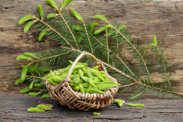 macro from spruce shoots in the basket