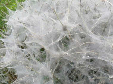 Mayıs ayında güve tırtılları alarma geçer.