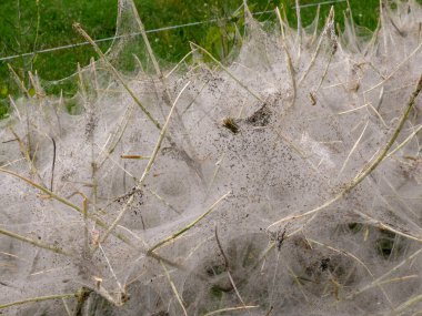 Mayıs ayında güve tırtılları alarma geçer.