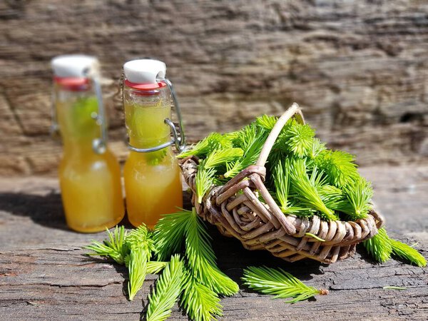spruce tops syrup in herbal medicine