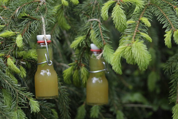 spruce tip syrup for winter
