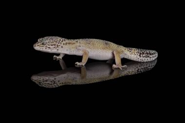 Gecko - yağlı kuyruklu gecko