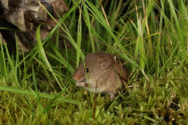 doğal ortamda hasat fare