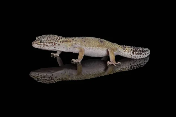 Studio Captured Fat Tailed Gecko — Stock Photo, Image