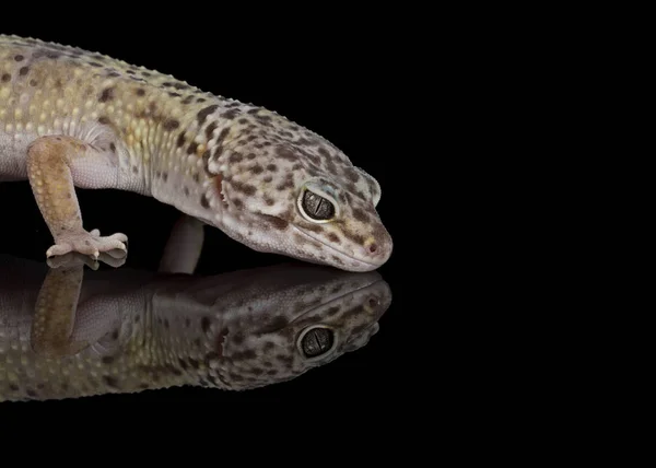 Studio Fångas Fett Tailed Gecko — Stockfoto