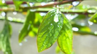 Çiy damlalı yeşil yaprak