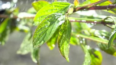 Çiy damlalı yeşil yaprak
