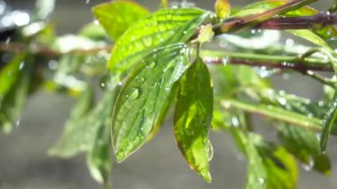 Çiy damlalı yeşil yaprak