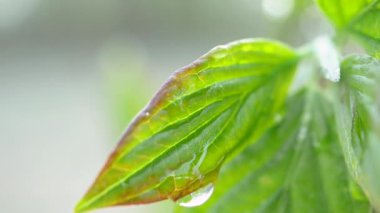 Çiy damlalı yeşil yaprak