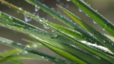 Çiy damlalı yeşil yaprak