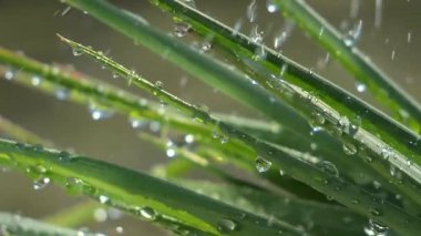 Çiy damlalı yeşil yaprak