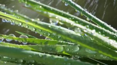 Çiy damlalı yeşil yaprak