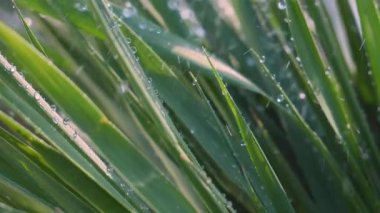 Çiy damlalı yeşil yaprak