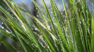 Çiy damlalı yeşil yaprak