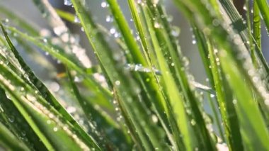 Çiy damlalı yeşil yaprak