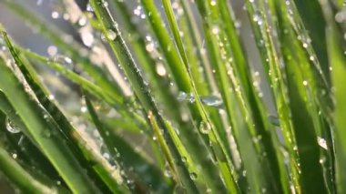 Çiy damlalı yeşil yaprak